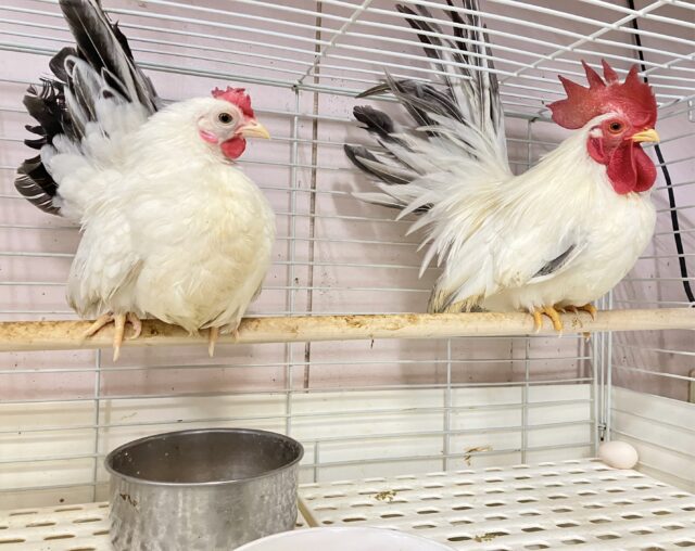 桂チャボ（カツラチャボ）