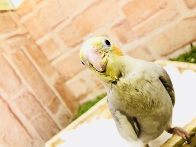 オカメインコ