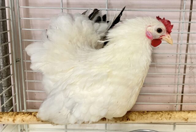 桂チャボ（カツラチャボ）