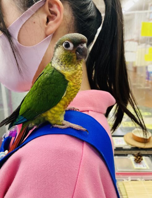 ワキコガネウロコインコ