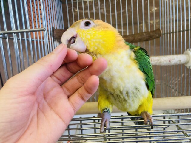シロハラインコ