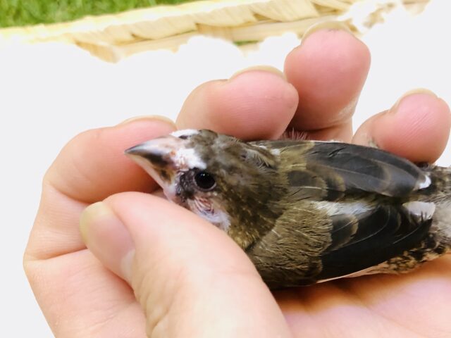 十姉妹（ジュウシマツ）