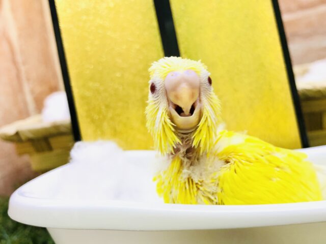 セキセイインコ