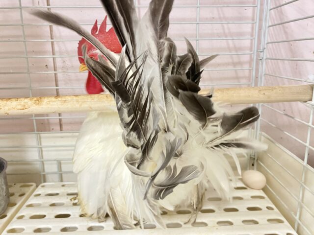 桂チャボ（カツラチャボ）