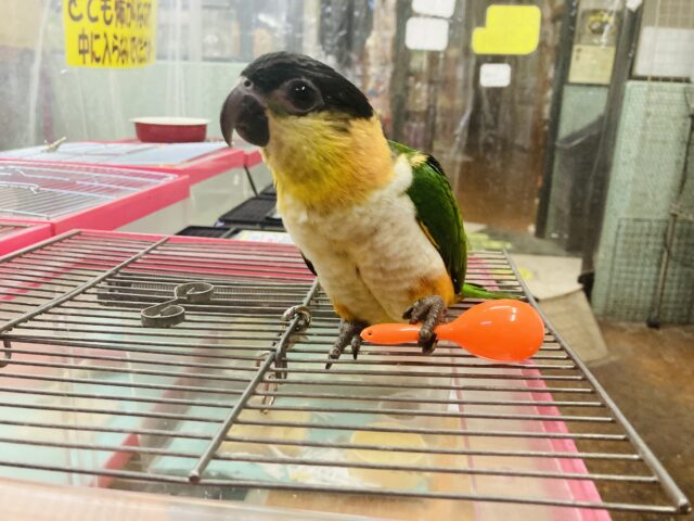 ズグロシロハラインコ