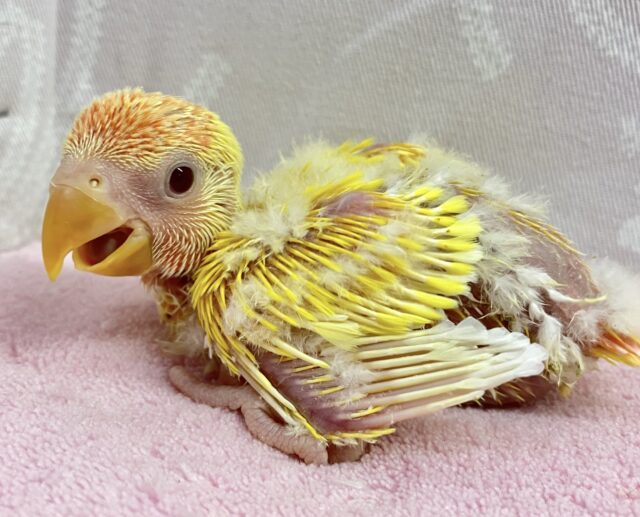 コザクラインコ（小桜インコ）