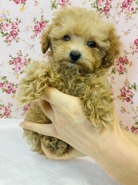 トイプードル