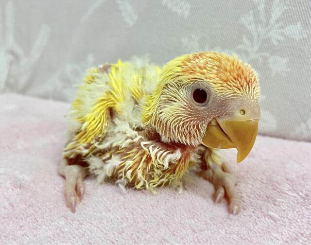 鮮やかヒマワリカラー!🌻🧡 コザクラ(ルチノーオパーリン)2023年12月生まれ コザクラインコ(小桜インコ)