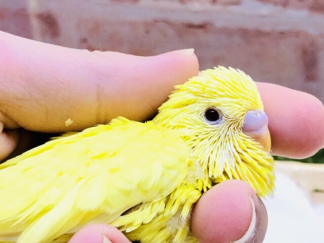 ジャンボセキセイインコ