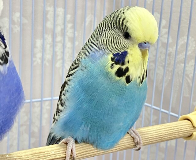 ジャンボセキセイインコ