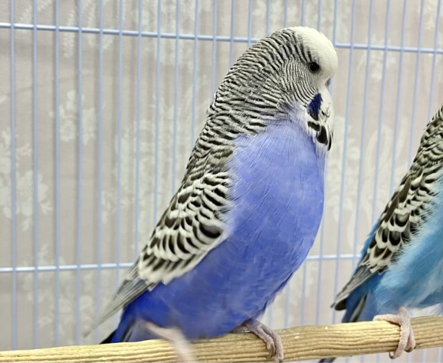 ジャンボセキセイインコ