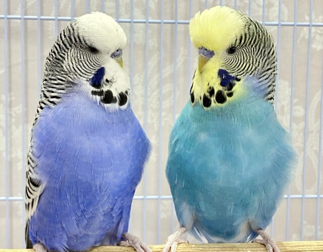 ジャンボセキセイインコ