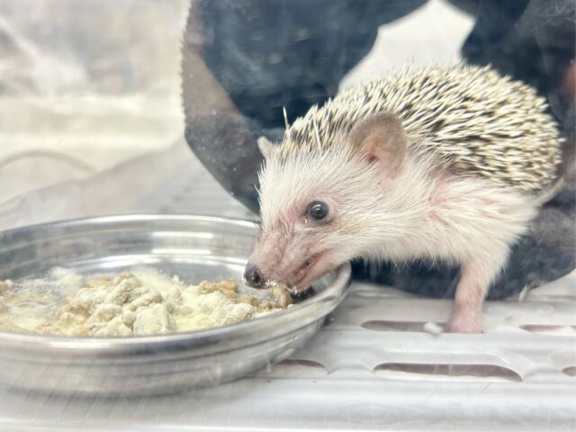 ハリネズミ（ヨツユビハリネズミ）