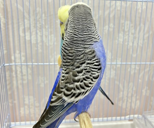 ジャンボセキセイインコ