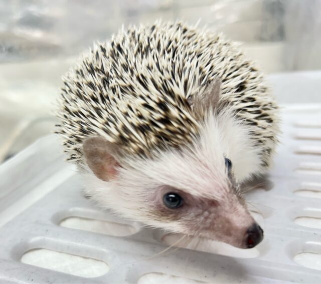 ハリネズミ（ヨツユビハリネズミ）