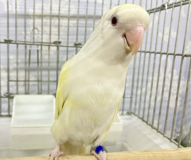 コザクラインコ（小桜インコ）