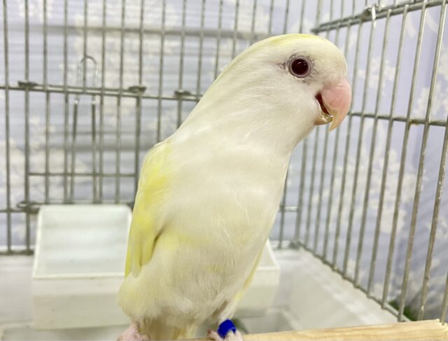 コザクラインコ（小桜インコ）