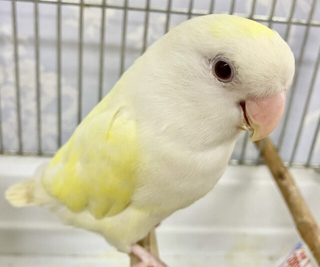 コザクラインコ（小桜インコ）