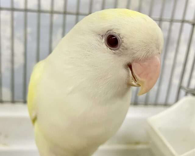 コザクラインコ（小桜インコ）