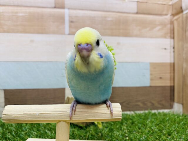 最新画像有り❗️美しいお色のキュートな子💕セキセイインコのパステルレインボースパングル!! セキセイインコ