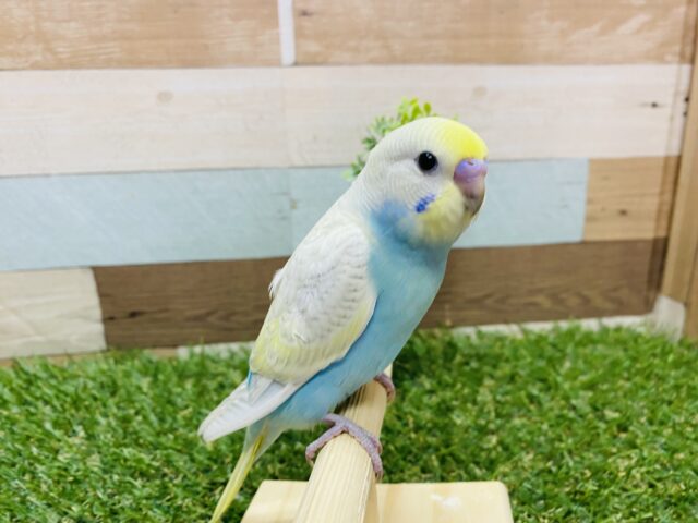 最新画像有り❗️美しいお色のキュートな子💕セキセイインコのパステルレインボースパングル!! セキセイインコ