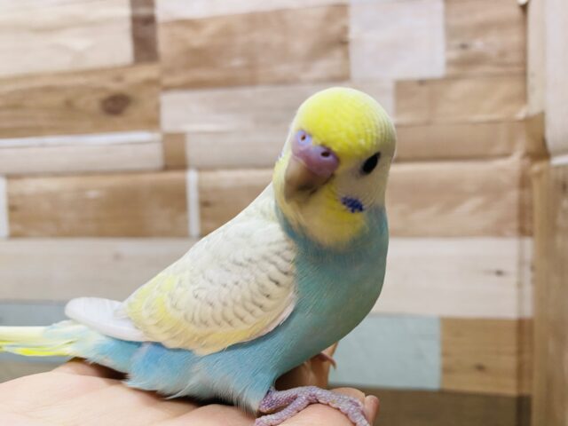 最新画像有り❗️美しいお色のキュートな子💕セキセイインコのパステルレインボースパングル!! セキセイインコ
