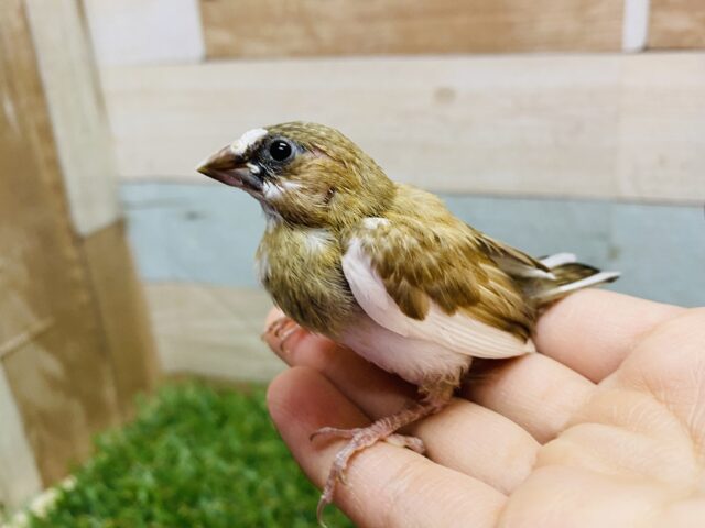 十姉妹（ジュウシマツ）