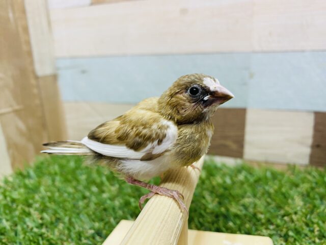 十姉妹（ジュウシマツ）