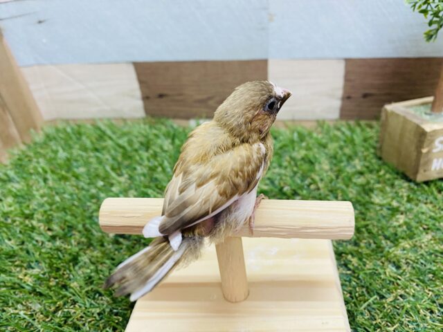 十姉妹（ジュウシマツ）