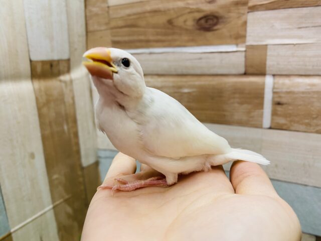 最新画像有り✨ずっしり体型で大きめです‼️これからが楽しみな白文鳥🤍 白文鳥