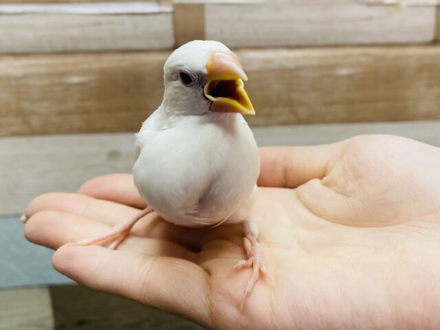最新画像有り✨ずっしり体型で大きめです‼️これからが楽しみな白文鳥🤍 白文鳥