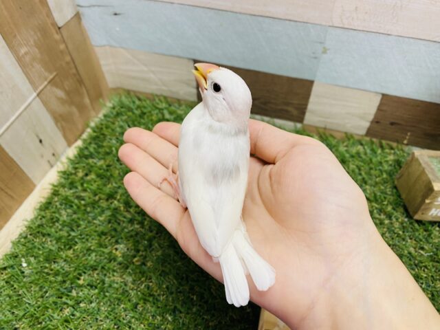 白文鳥