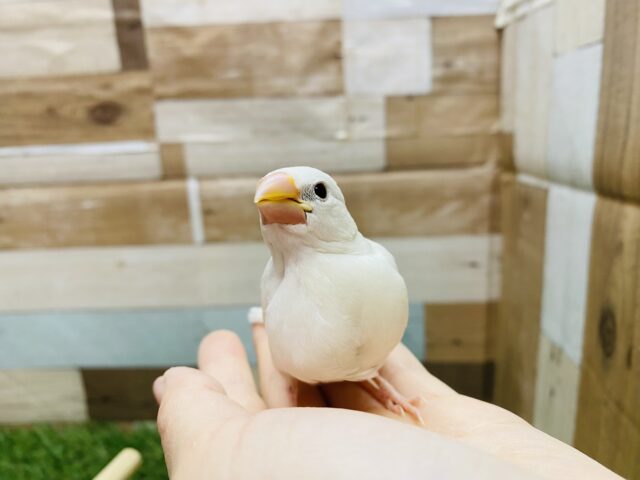 最新画像有り✨ずっしり体型で大きめです‼️これからが楽しみな白文鳥🤍 白文鳥