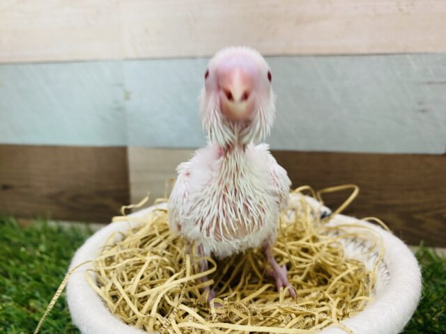 セキセイインコ