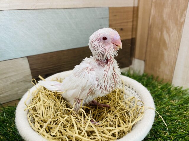 セキセイインコ