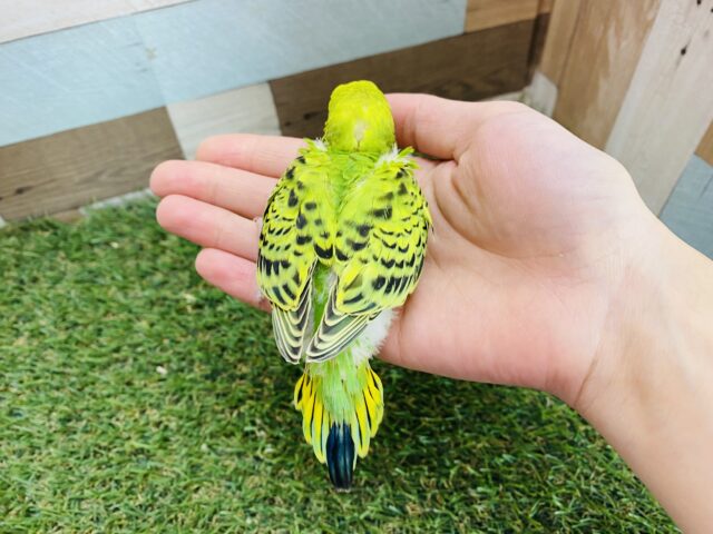 セキセイインコ