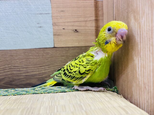 セキセイインコ