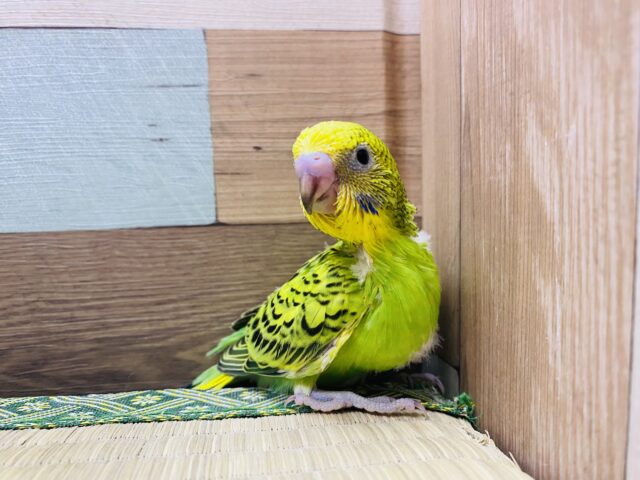 セキセイインコ