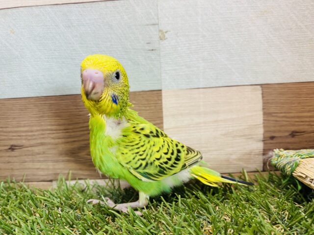 セキセイインコ