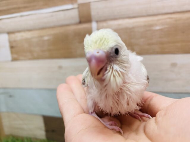 セキセイインコ