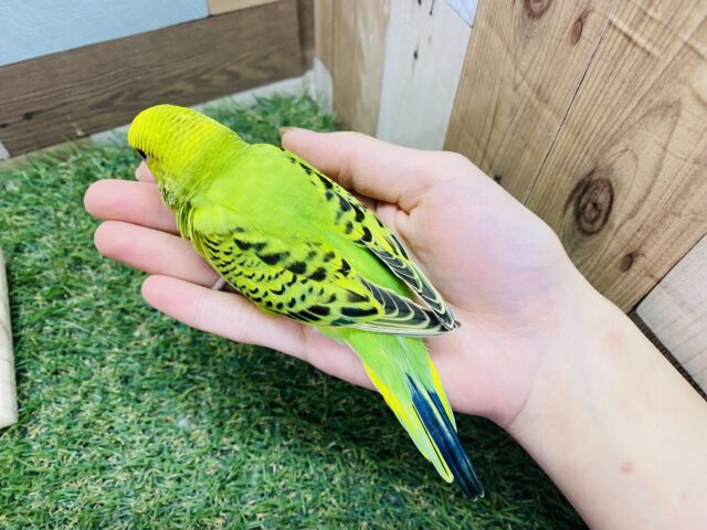 セキセイインコ