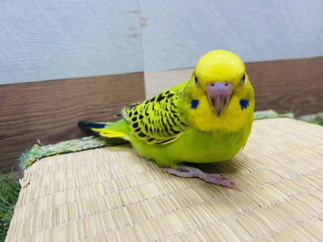 セキセイインコ