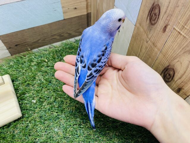 セキセイインコ