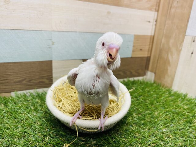 セキセイインコ