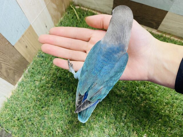 ブルーボタンインコ