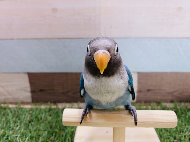 ブルーボタンインコ
