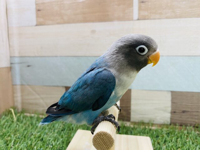 ブルーボタンインコ