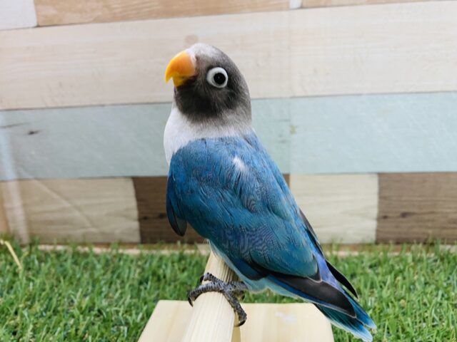 ブルーボタンインコ