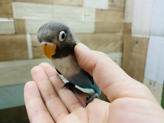 ブルーボタンインコ