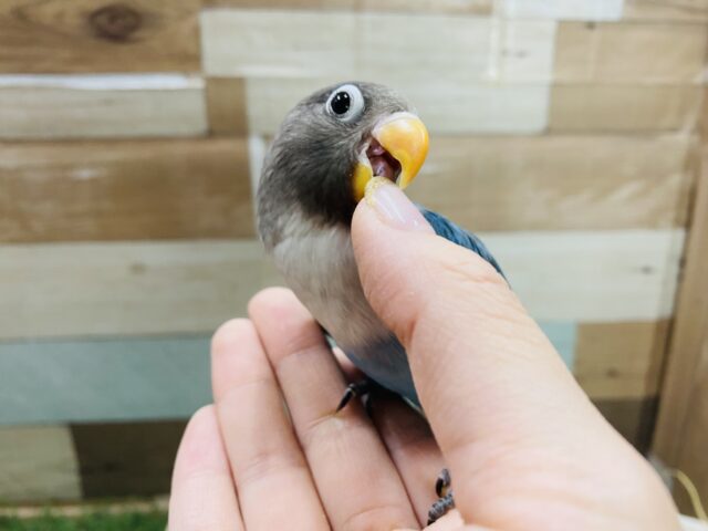 ブルーボタンインコ